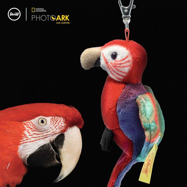 STEIFF MACAW PARROT - KEYRING ATTACHMENT